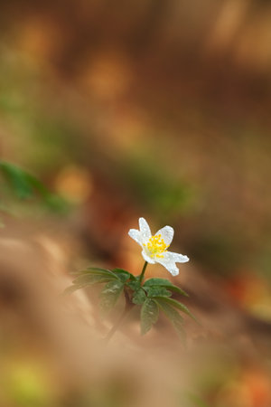 Anemone nemorosa flower in the forest in the sunny day. Wood anemone, windflower, thimbleweed. Grows in Europe, East Asia. In North America. Lovely white anemone flowers in spring forest at sunset.の写真素材