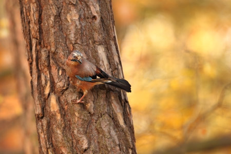 Portrait of bird Eurasian Jay, Garrulus glandarius, with orange fall down leaves and morning sun during autumn.の写真素材