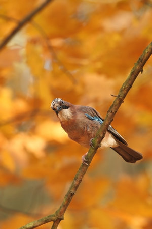 Portrait of bird Eurasian Jay, Garrulus glandarius, with orange fall down leaves and morning sun during autumn.の写真素材