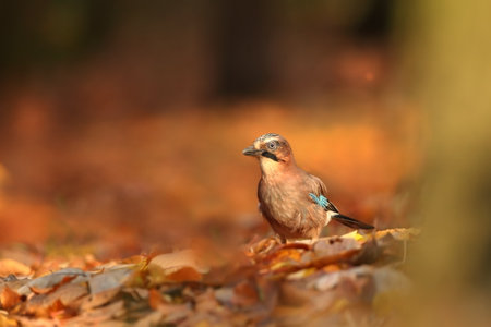 Portrait of bird Eurasian Jay, Garrulus glandarius, with orange fall down leaves and morning sun during autumn.の写真素材