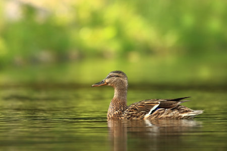 Female of Water bird Mallard, Anas platyrhynchos, with reflection in the water. Animal in the river habitat. Green water vegetation. Close-up portrait of Mallard, lake surface.の写真素材
