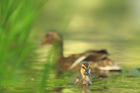 Female of Water bird Mallard, Anas platyrhynchos, with reflection in the water. Animal in the river habitat. Green water vegetation. Close-up portrait of Mallard, lake surface.の写真素材
