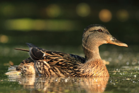 Female of Water bird Mallard, Anas platyrhynchos, with reflection in the water. Animal in the river habitat. Green water vegetation. Close-up portrait of Mallard, lake surface.の写真素材