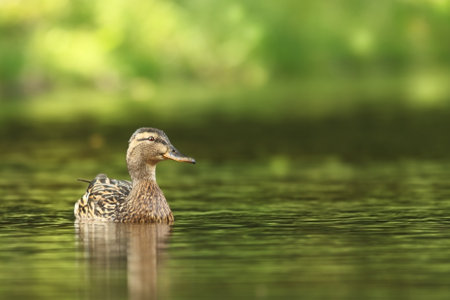 Female of Water bird Mallard, Anas platyrhynchos, with reflection in the water. Animal in the river habitat. Green water vegetation. Close-up portrait of Mallard, lake surface.の写真素材