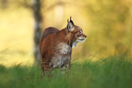 Walking Eurasian wild cat on green mossy stone, green trees in background. Wild cat in nature habitat, Czech, Europe. Wildlife scene from nature. Lynx in the forest. Beautiful fur coat animal. The wilの写真素材