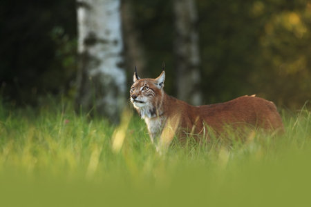 Walking Eurasian wild cat on green mossy stone, green trees in background. Wild cat in nature habitat, Czech, Europe. Wildlife scene from nature. Lynx in the forest. Beautiful fur coat animal. The wilの写真素材