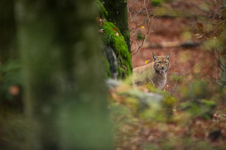 Walking Eurasian wild cat on green mossy stone, green trees in background. Wild cat in nature habitat, Czech, Europe. Wildlife scene from nature. Lynx in the forest. Beautiful fur coat animal. The wilの写真素材