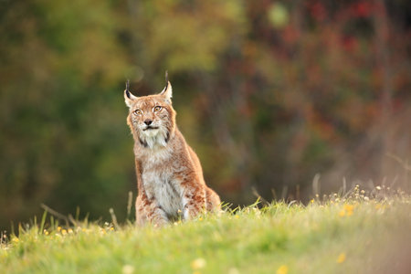 Walking Eurasian wild cat on green mossy stone, green trees in background. Wild cat in nature habitat, Czech, Europe. Wildlife scene from nature. Lynx in the forest. Beautiful fur coat animal. The wilの写真素材