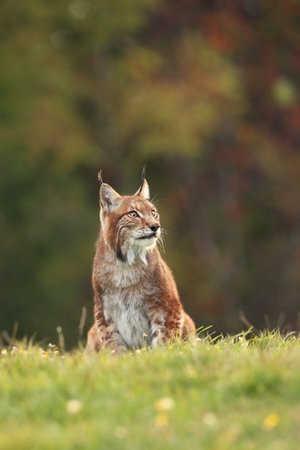 Walking Eurasian wild cat on green mossy stone, green trees in background. Wild cat in nature habitat, Czech, Europe. Wildlife scene from nature. Lynx in the forest. Beautiful fur coat animal. The wilの写真素材