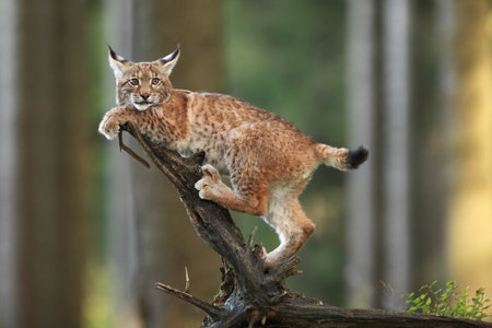 Walking Eurasian wild cat on green mossy stone, green trees in background. Wild cat in nature habitat, Czech, Europe. Wildlife scene from nature. Lynx in the forest. Beautiful fur coat animal. The wilの写真素材
