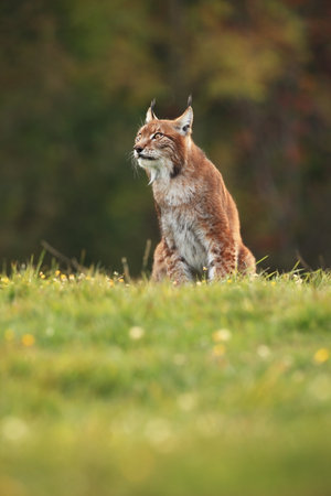 Walking Eurasian wild cat on green mossy stone, green trees in background. Wild cat in nature habitat, Czech, Europe. Wildlife scene from nature. Lynx in the forest. Beautiful fur coat animal. The wilの写真素材