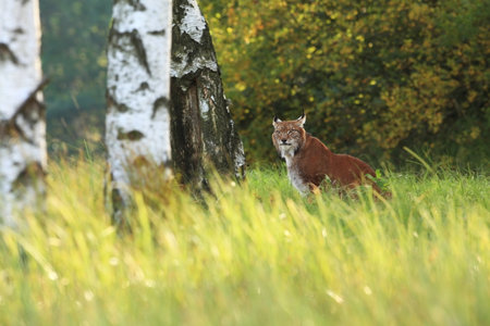 Walking Eurasian wild cat on green mossy stone, green trees in background. Wild cat in nature habitat, Czech, Europe. Wildlife scene from nature. Lynx in the forest. Beautiful fur coat animal. The wilの写真素材