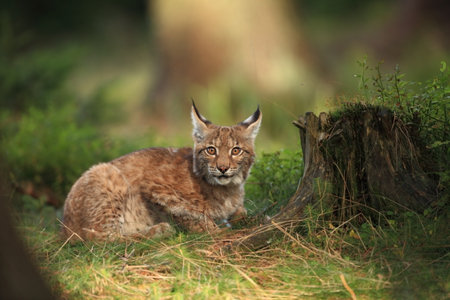 Walking Eurasian wild cat on green mossy stone, green trees in background. Wild cat in nature habitat, Czech, Europe. Wildlife scene from nature. Lynx in the forest. Beautiful fur coat animal. The wilの写真素材