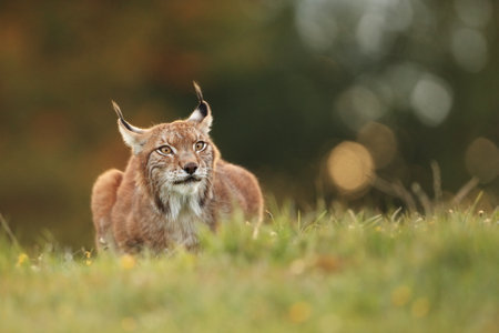Walking Eurasian wild cat on green mossy stone, green trees in background. Wild cat in nature habitat, Czech, Europe. Wildlife scene from nature. Lynx in the forest. Beautiful fur coat animal. The wilの写真素材