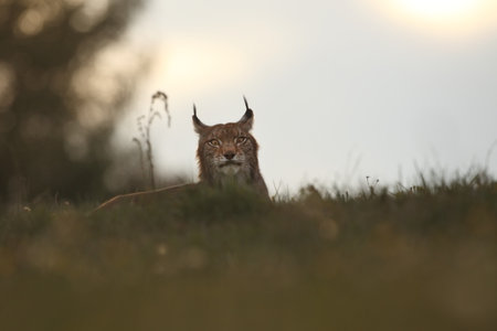 Walking Eurasian wild cat on green mossy stone, green trees in background. Wild cat in nature habitat, Czech, Europe. Wildlife scene from nature. Lynx in the forest. Beautiful fur coat animal. The wilの写真素材