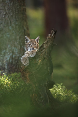 Walking Eurasian wild cat on green mossy stone, green trees in background. Wild cat in nature habitat, Czech, Europe. Wildlife scene from nature. Lynx in the forest. Beautiful fur coat animal. The wilの写真素材