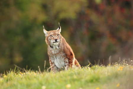 Walking Eurasian wild cat on green mossy stone, green trees in background. Wild cat in nature habitat, Czech, Europe. Wildlife scene from nature. Lynx in the forest. Beautiful fur coat animal. The wilの写真素材