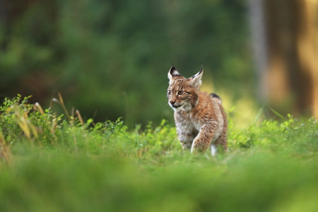 Walking Eurasian wild cat on green mossy stone, green trees in background. Wild cat in nature habitat, Czech, Europe. Wildlife scene from nature. Lynx in the forest. Beautiful fur coat animal. The wilの写真素材