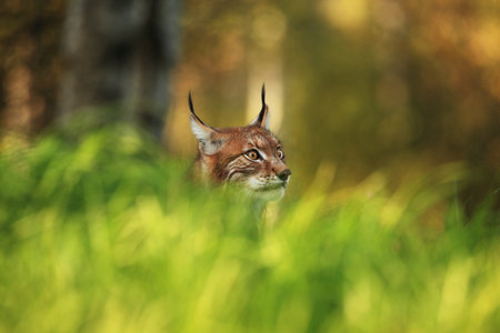 Walking Eurasian wild cat on green mossy stone, green trees in background. Wild cat in nature habitat, Czech, Europe. Wildlife scene from nature. Lynx in the forest. Beautiful fur coat animal. The wilの写真素材