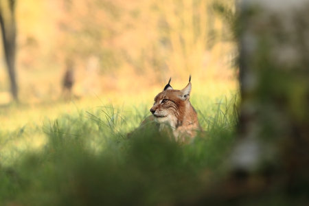 Walking Eurasian wild cat on green mossy stone, green trees in background. Wild cat in nature habitat, Czech, Europe. Wildlife scene from nature. Lynx in the forest. Beautiful fur coat animal. The wilの写真素材