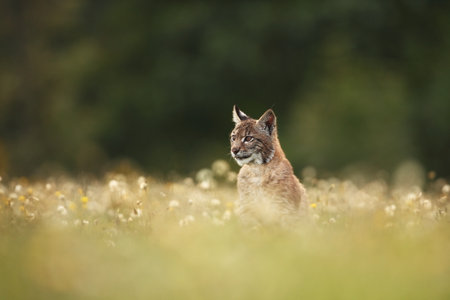 Walking Eurasian wild cat on green mossy stone, green trees in background. Wild cat in nature habitat, Czech, Europe. Wildlife scene from nature. Lynx in the forest. Beautiful fur coat animal. The wilの写真素材