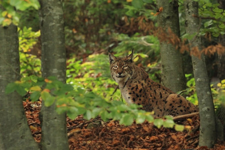 Walking Eurasian wild cat on green mossy stone, green trees in background. Wild cat in nature habitat, Czech, Europe. Wildlife scene from nature. Lynx in the forest. Beautiful fur coat animal. The wilの写真素材
