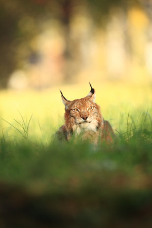 Walking Eurasian wild cat on green mossy stone, green trees in background. Wild cat in nature habitat, Czech, Europe. Wildlife scene from nature. Lynx in the forest. Beautiful fur coat animal. The wilの写真素材