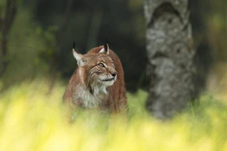 Walking Eurasian wild cat on green mossy stone, green trees in background. Wild cat in nature habitat, Czech, Europe. Wildlife scene from nature. Lynx in the forest. Beautiful fur coat animal. The wilの写真素材