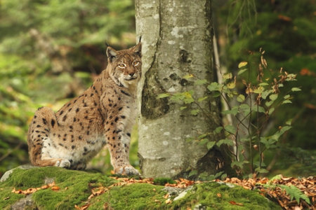Walking Eurasian wild cat on green mossy stone, green trees in background. Wild cat in nature habitat, Czech, Europe. Wildlife scene from nature. Lynx in the forest. Beautiful fur coat animal. The wilの写真素材