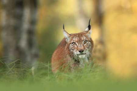 Walking Eurasian wild cat on green mossy stone, green trees in background. Wild cat in nature habitat, Czech, Europe. Wildlife scene from nature. Lynx in the forest. Beautiful fur coat animal. The wilの写真素材