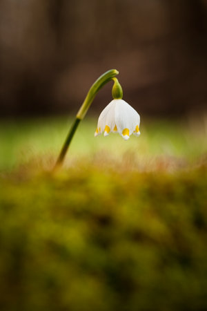 Leucojum vernum.This is primarily a European species. Free nature. A rare plant in Czech nature. The wild nature of Europe. Spring. Nature. Beautiful picture. Spring snowflake flowers Leucojum vernumの写真素材