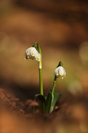 Leucojum vernum.This is primarily a European species. Free nature. A rare plant in Czech nature. The wild nature of Europe. Spring. Nature. Beautiful picture. Spring snowflake flowers Leucojum vernumの写真素材