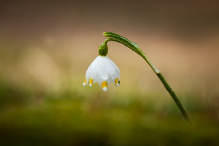 Leucojum vernum.This is primarily a European species. Free nature. A rare plant in Czech nature. The wild nature of Europe. Spring. Nature. Beautiful picture. Spring snowflake flowers Leucojum vernumの写真素材