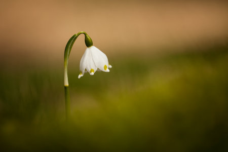 Leucojum vernum.This is primarily a European species. Free nature. A rare plant in Czech nature. The wild nature of Europe. Spring. Nature. Beautiful picture. Spring snowflake flowers Leucojum vernumの写真素材