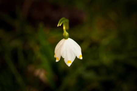 Leucojum vernum.This is primarily a European species. Free nature. A rare plant in Czech nature. The wild nature of Europe. Spring. Nature. Beautiful picture. Spring snowflake flowers Leucojum vernumの写真素材