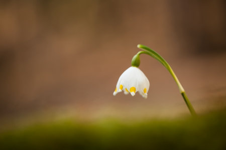Leucojum vernum.This is primarily a European species. Free nature. A rare plant in Czech nature. The wild nature of Europe. Spring. Nature. Beautiful picture. Spring snowflake flowers Leucojum vernumの写真素材
