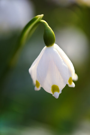 Leucojum vernum.This is primarily a European species. Free nature. A rare plant in Czech nature. The wild nature of Europe. Spring. Nature. Beautiful picture. Spring snowflake flowers Leucojum vernumの写真素材