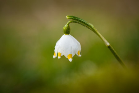 Leucojum vernum.This is primarily a European species. Free nature. A rare plant in Czech nature. The wild nature of Europe. Spring. Nature. Beautiful picture. Spring snowflake flowers Leucojum vernumの写真素材