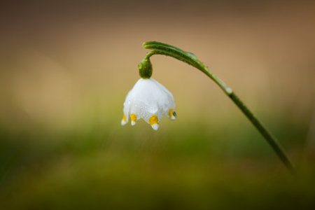 Leucojum vernum.This is primarily a European species. Free nature. A rare plant in Czech nature. The wild nature of Europe. Spring. Nature. Beautiful picture. Spring snowflake flowers Leucojum vernumの写真素材