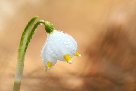 Leucojum vernum.This is primarily a European species. Free nature. A rare plant in Czech nature. The wild nature of Europe. Spring. Nature. Beautiful picture. Spring snowflake flowers Leucojum vernumの写真素材