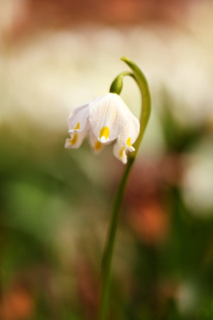 Leucojum vernum.This is primarily a European species. Free nature. A rare plant in Czech nature. The wild nature of Europe. Spring. Nature. Beautiful picture. Spring snowflake flowers Leucojum vernumの写真素材