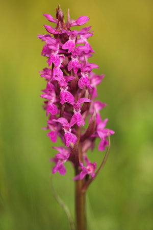 Dactylorhiza majalis. Free nature. Beautiful picture. Orchid of the Czech Republic. Beautiful photo. Wild nature of the Czech Republic. Plant. Orchids of Europe.Morning meadow with wild orchid flowersの写真素材
