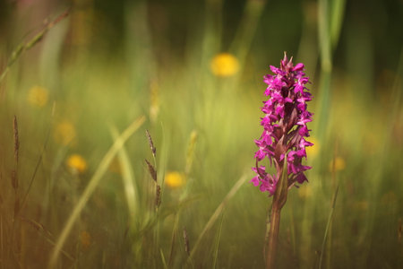 Dactylorhiza majalis. Free nature. Beautiful picture. Orchid of the Czech Republic. Beautiful photo. Wild nature of the Czech Republic. Plant. Orchids of Europe.Morning meadow with wild orchid flowersの写真素材