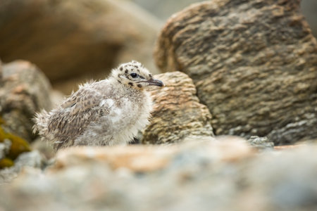 Larus canus. Norway`s wildlife. Beautiful picture. From the life of birds. Free nature. Runde Island in Norway. Scandinavian wildlife. North of Europe. Picture. Seashore. A wonderful shot of wild natuの写真素材