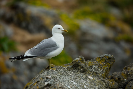 Larus canus. Norway`s wildlife. Beautiful picture. From the life of birds. Free nature. Runde Island in Norway. Scandinavian wildlife. North of Europe. Picture. Seashore. A wonderful shot of wild natuの写真素材