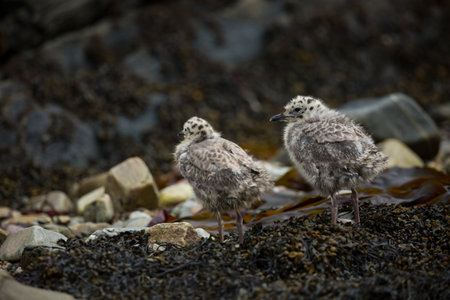 Larus canus. Norway`s wildlife. Beautiful picture. From the life of birds. Free nature. Runde Island in Norway. Scandinavian wildlife. North of Europe. Picture. Seashore. A wonderful shot of wild natuの写真素材