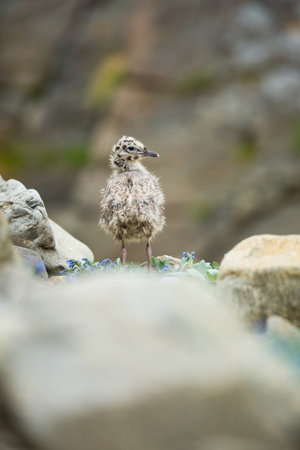Larus canus. Norway`s wildlife. Beautiful picture. From the life of birds. Free nature. Runde Island in Norway. Scandinavian wildlife. North of Europe. Picture. Seashore. A wonderful shot of wild natuの写真素材