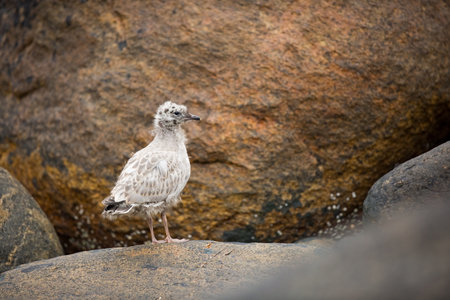 Larus canus. Norway`s wildlife. Beautiful picture. From the life of birds. Free nature. Runde Island in Norway. Scandinavian wildlife. North of Europe. Picture. Seashore. A wonderful shot of wild natuの写真素材