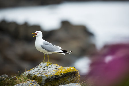 Larus canus. Norway`s wildlife. Beautiful picture. From the life of birds. Free nature. Runde Island in Norway. Scandinavian wildlife. North of Europe. Picture. Seashore. A wonderful shot of wild natuの写真素材