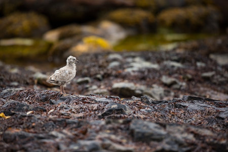 Larus canus. Norway`s wildlife. Beautiful picture. From the life of birds. Free nature. Runde Island in Norway. Scandinavian wildlife. North of Europe. Picture. Seashore. A wonderful shot of wild natuの写真素材